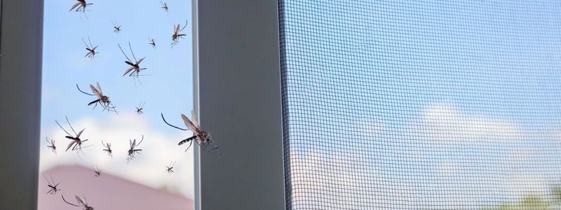 moustiquaire de fenetres